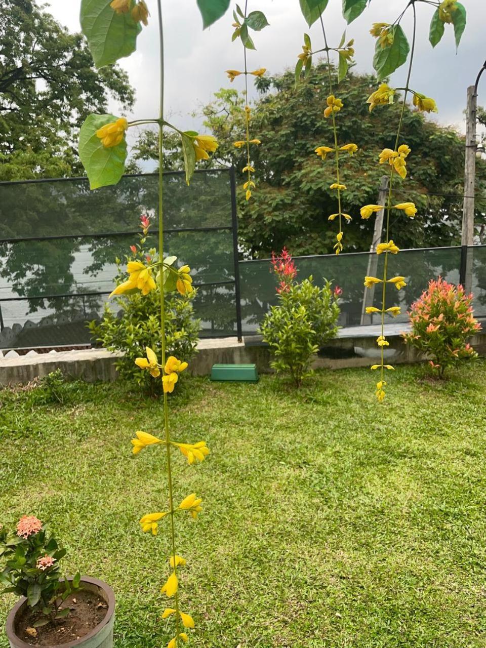 קנדי Lake Classical Guest House מראה חיצוני תמונה